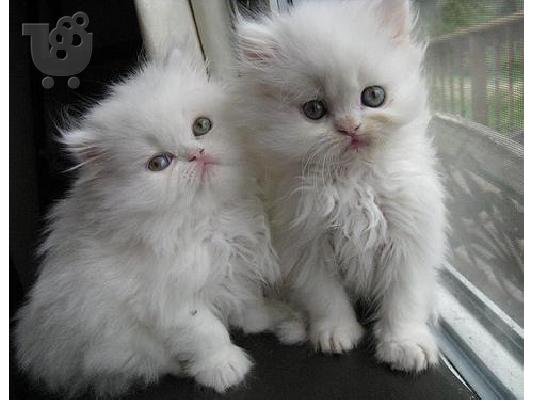 PoulaTo: Τα πιο όμορφα περσικά γατάκια